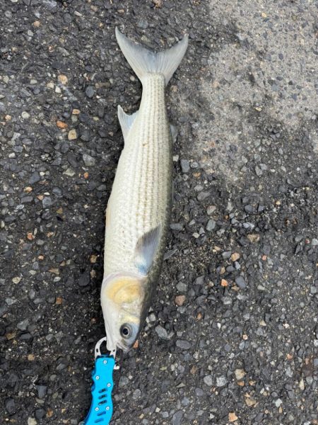 チヌ狙いだがボラ祭りに、、、