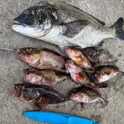 ボトムゲームでおチヌさん