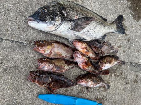 ボトムゲームでおチヌさん