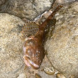 シーバスとカサゴ