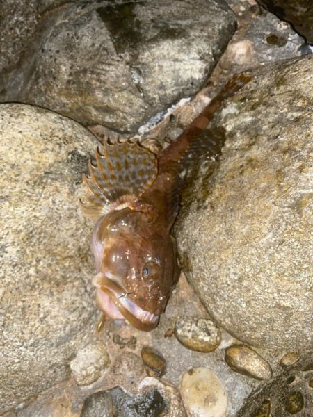 シーバスとカサゴ