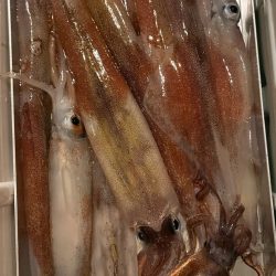 ヤリイカメタル