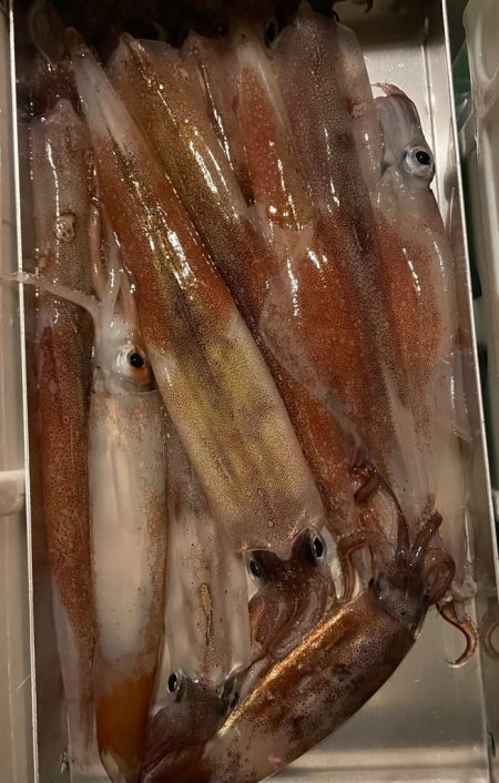 ヤリイカメタル