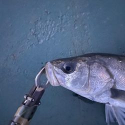 ちょっとだけバチシー