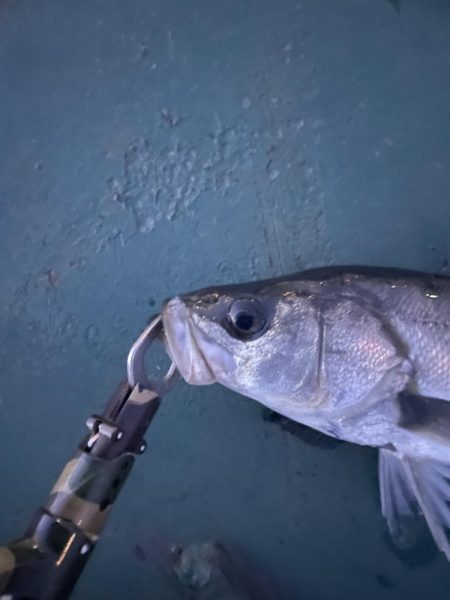 ちょっとだけバチシー