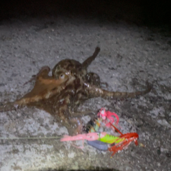 今年初タコは新記録でした