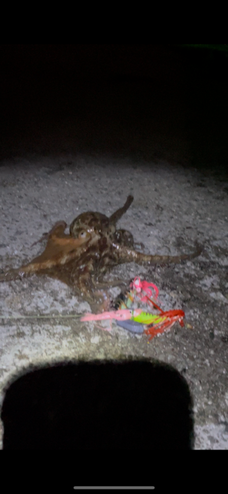 今年初タコは新記録でした