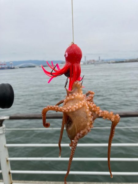 今年初の大阪湾奥。蛸散歩。。