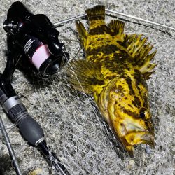 メバリングのつもりが・・・