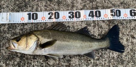 シーバスイワシパターン