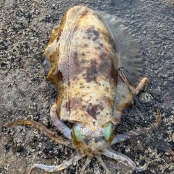 春アオリイカ 2