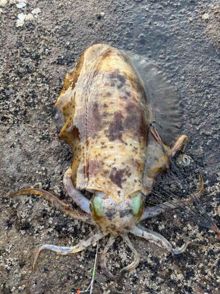 春アオリイカ 2