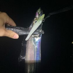 今日もタチウオ