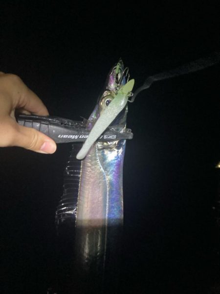 今日もタチウオ