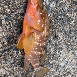 親イカを求めて…