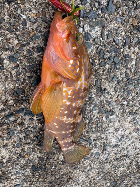 親イカを求めて…