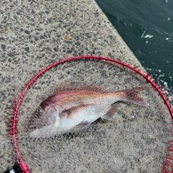 下津井 真鯛フカセ