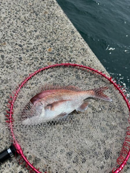 下津井　真鯛フカセ