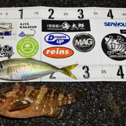 大雨夕方からのアジング