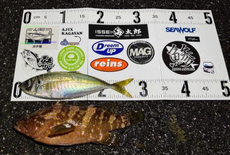 大雨夕方からのアジング