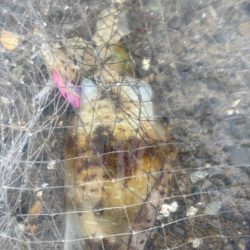 春イカ　爆釣でした