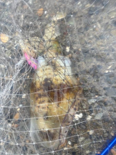 春イカ　爆釣でした