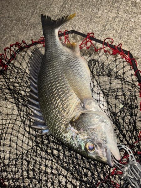 ヘチってきました