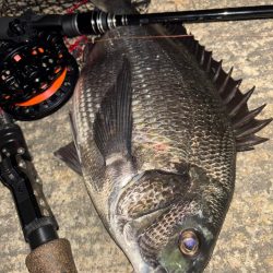 ヘチってきました