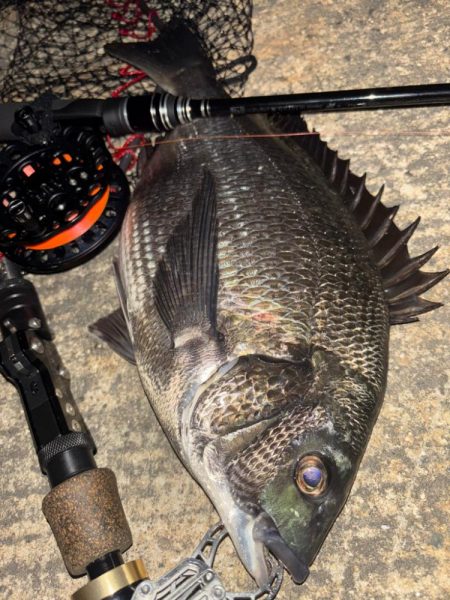 ヘチってきました