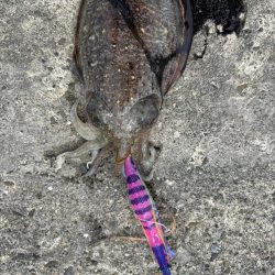 今季初場所の下見