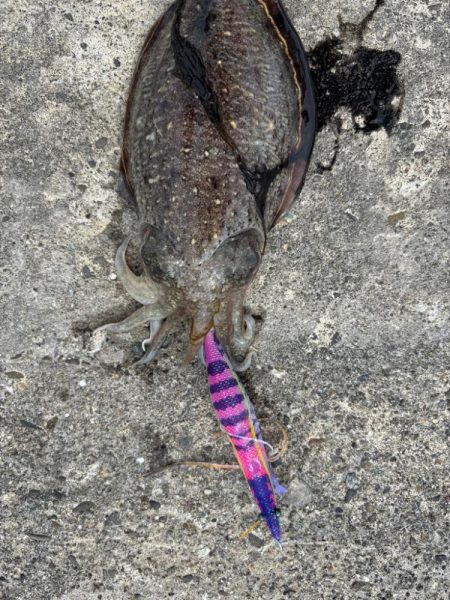 今季初場所の下見