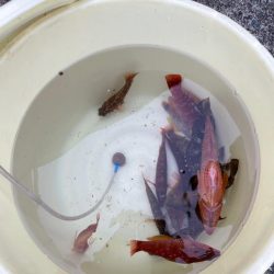 海水温が低い！