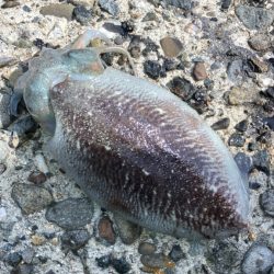 コウイカが追いかけてくる