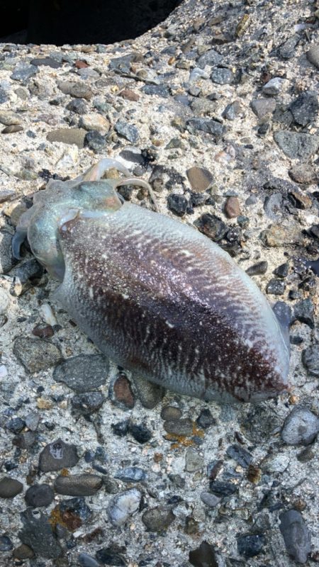 コウイカが追いかけてくる