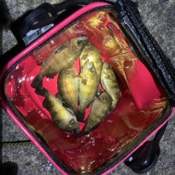 漁港でメバリング