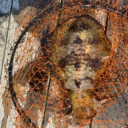 春アオリゲット