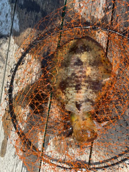 春アオリゲット