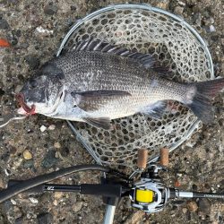 日曜日チニング