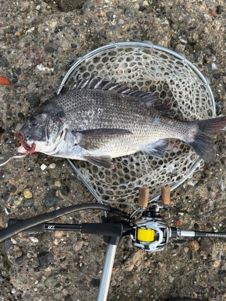 日曜日チニング