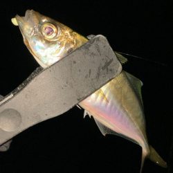 数釣りアジング