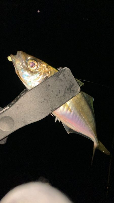 数釣りアジング