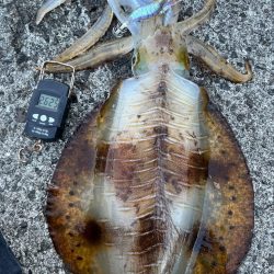 春イカ 自己記録更新!