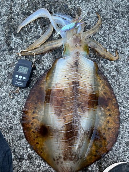 春イカ 自己記録更新!