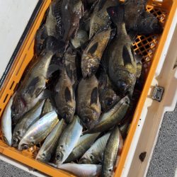 メバル・アジ/メバリング・アジング