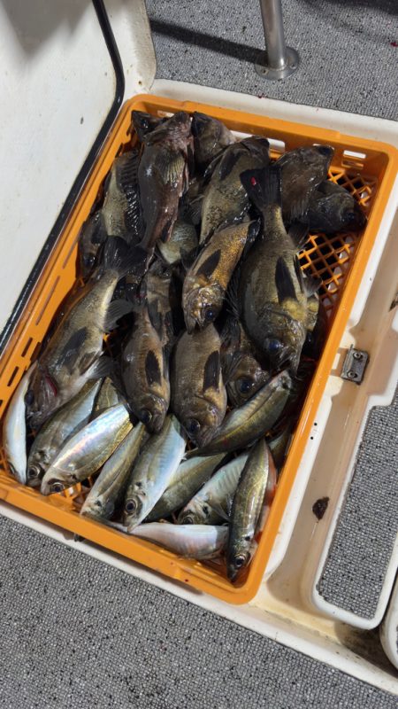 メバル・アジ/メバリング・アジング