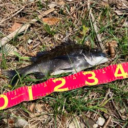 今年初の落とし込みは成功！