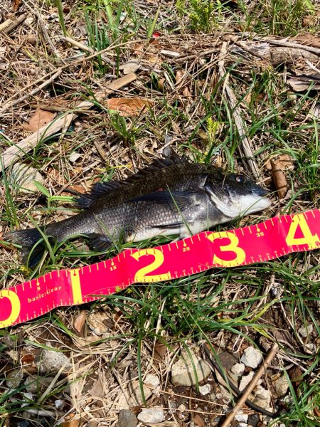 今年初の落とし込みは成功！