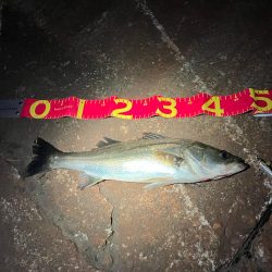 久しぶりに60を超えたか⁉︎