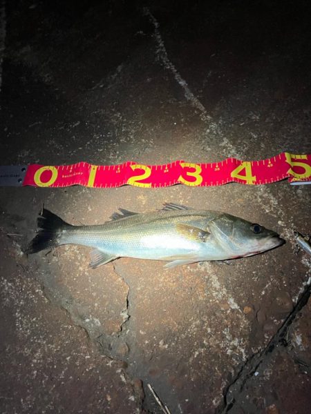 久しぶりに60を超えたか⁉︎