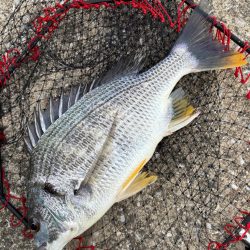 ヘチってきました